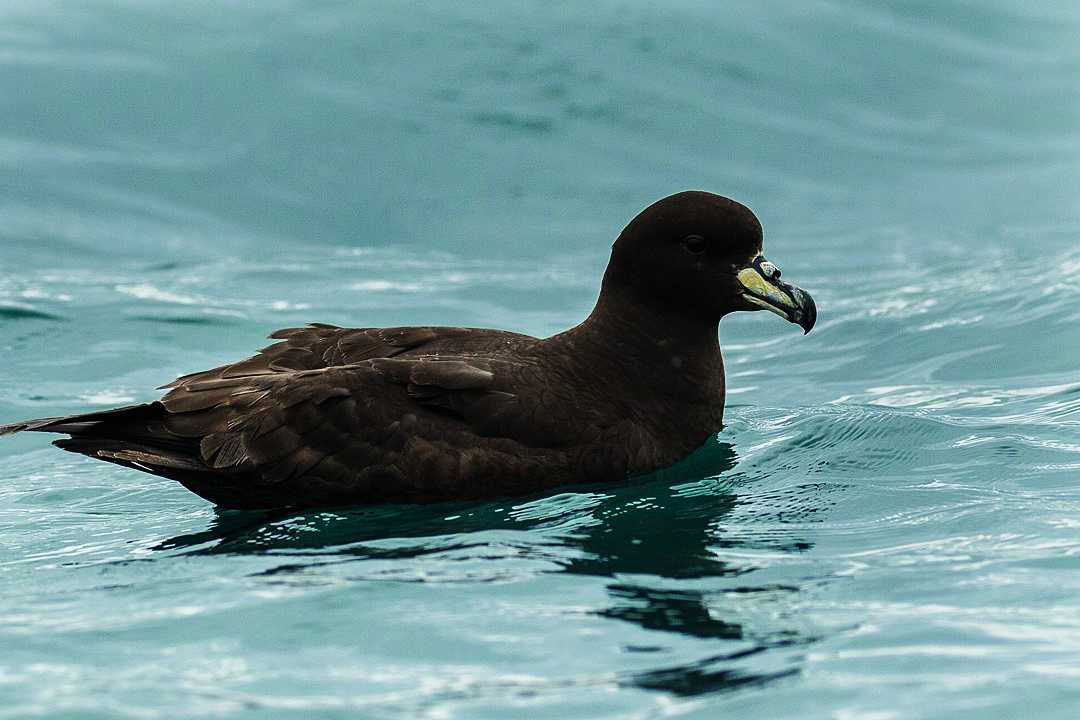 The Westland petrel or tāiko
