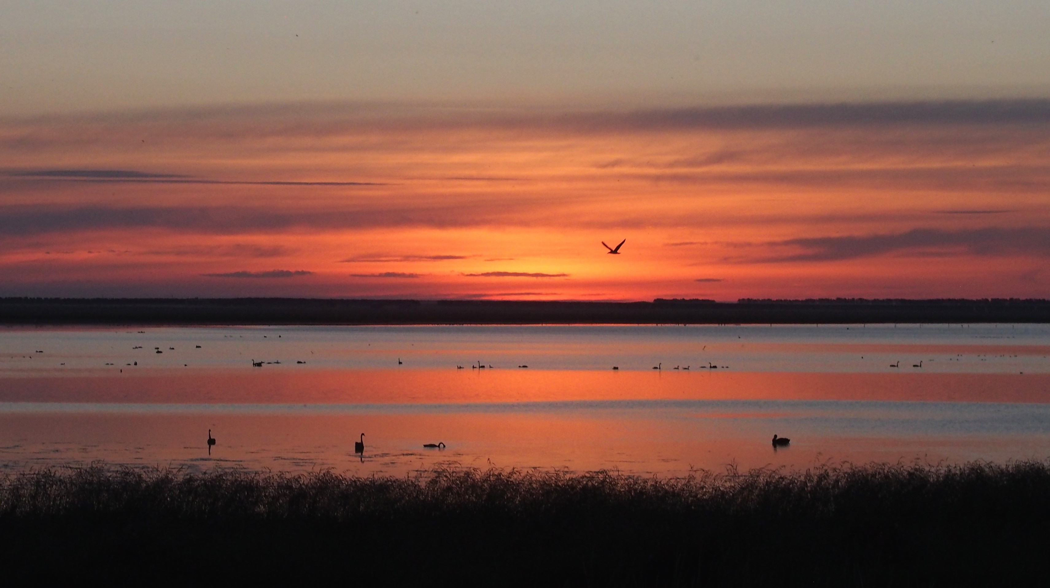 Lake Ellesmere