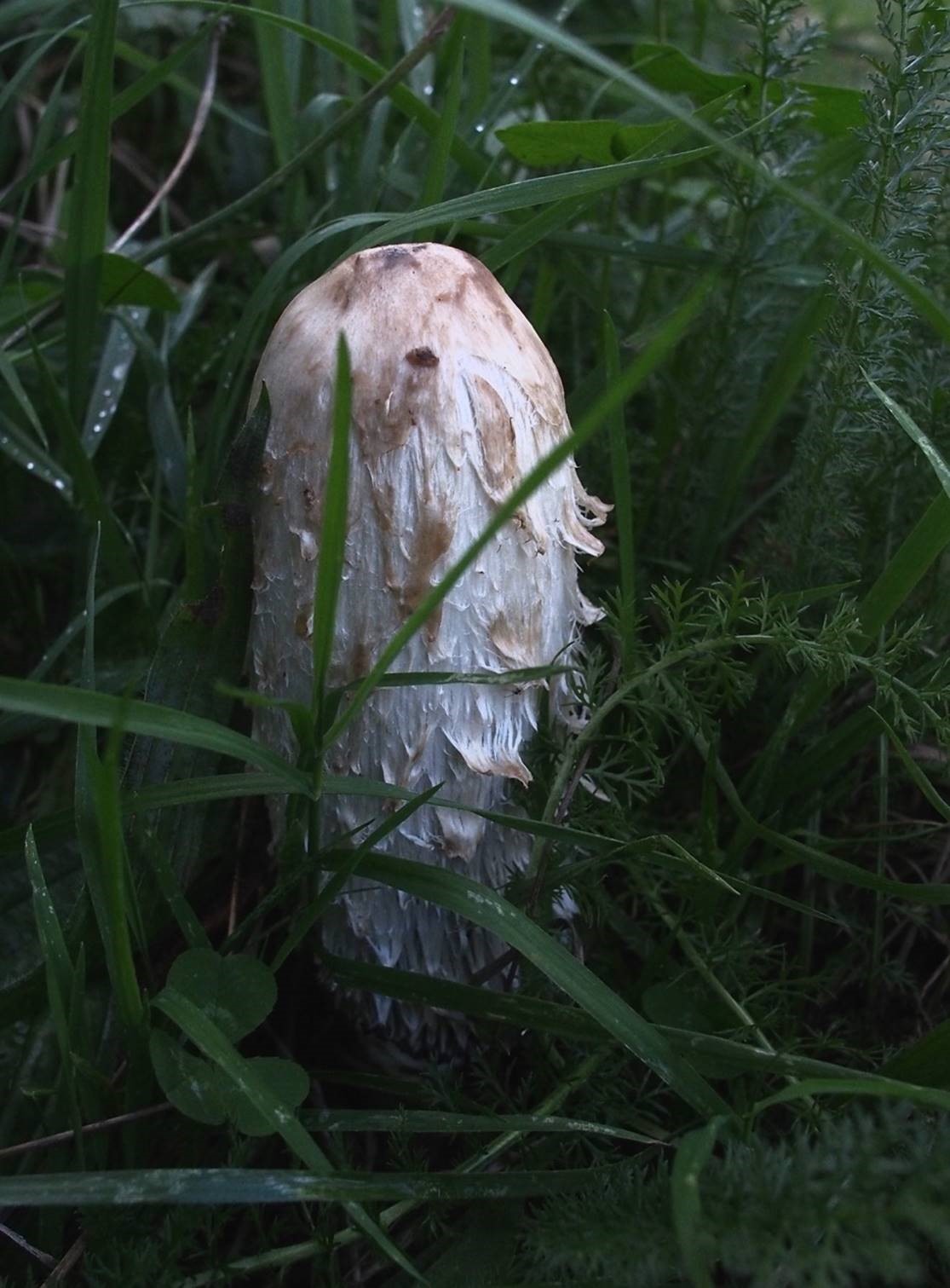Coprinus Comatus