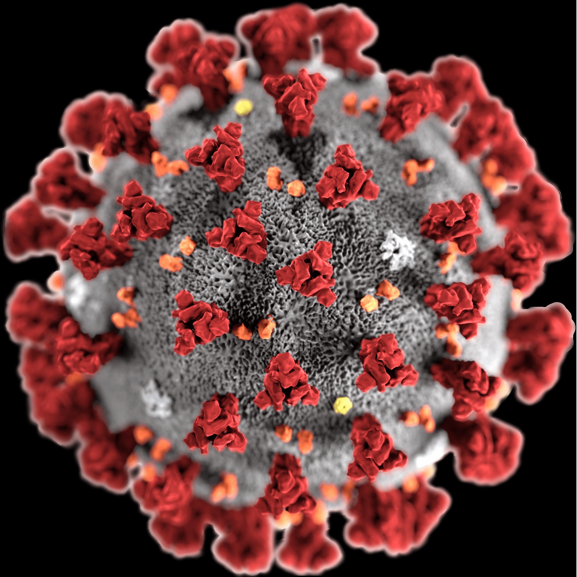 Coronavirus update | New Zealand Doctor