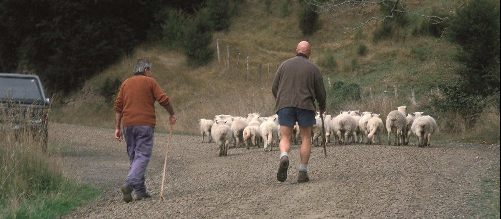 rural, farming