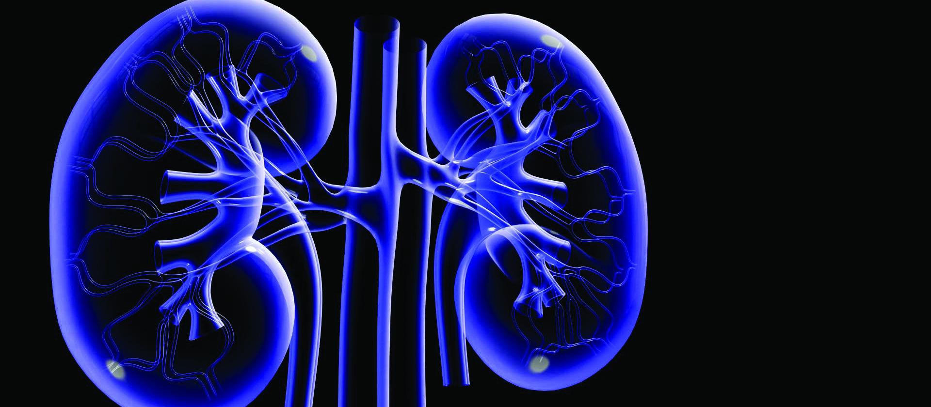 Kidneys