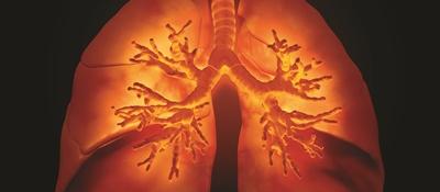 lungs