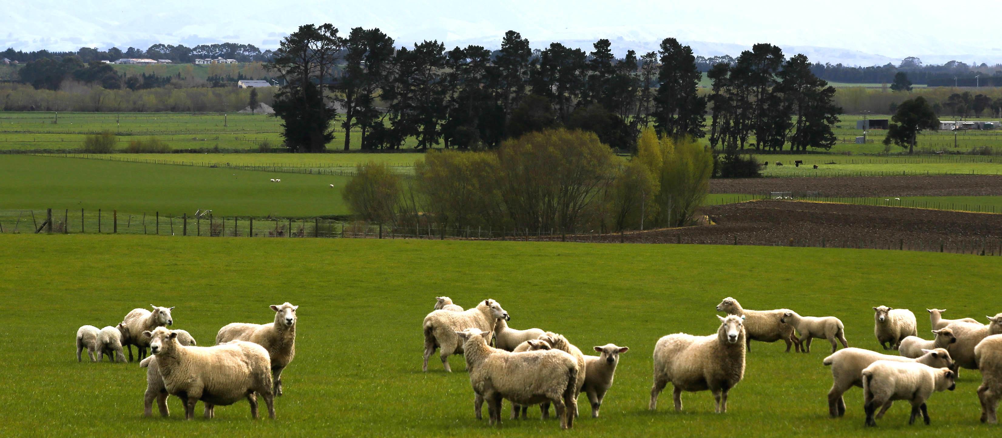 farm, sheep, rural, country