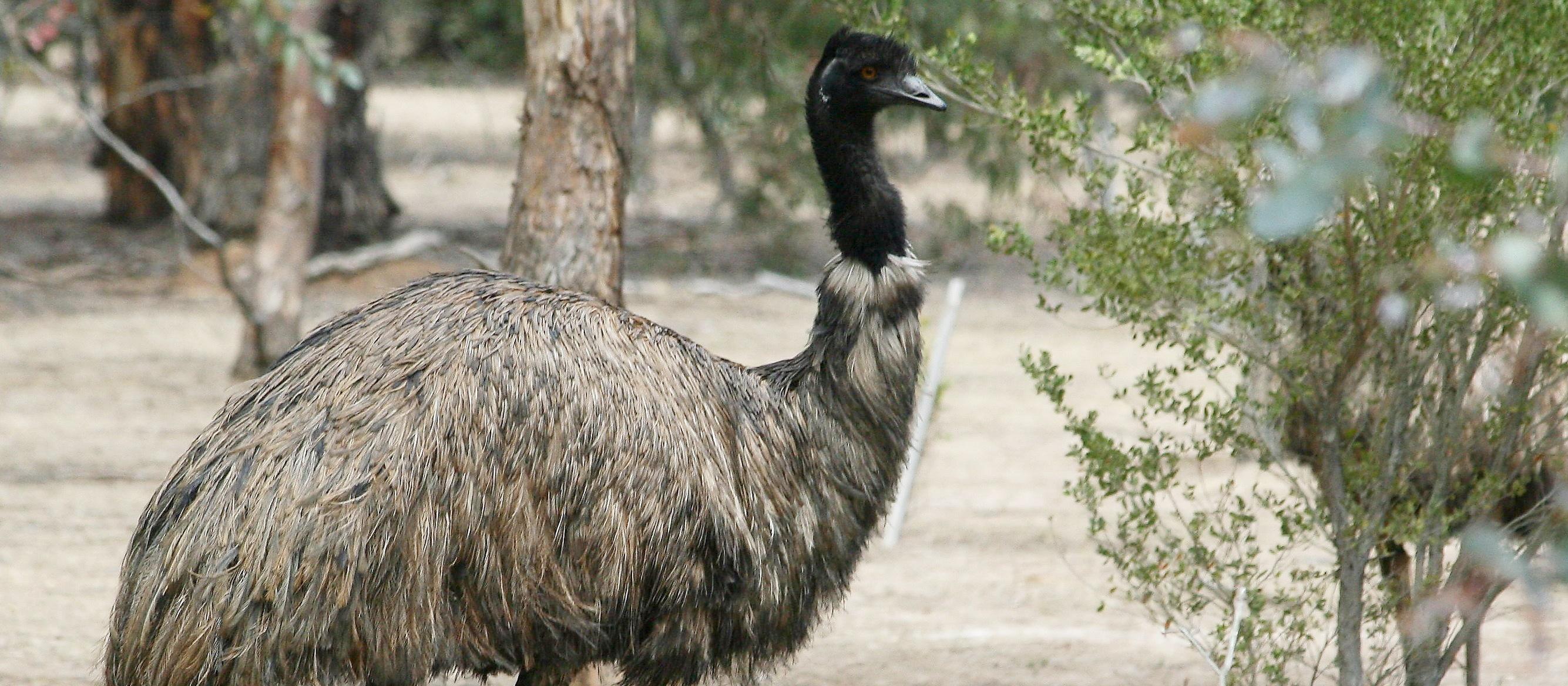 Emu [Wiki Commons]