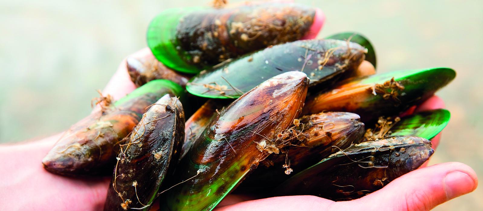 Mussels