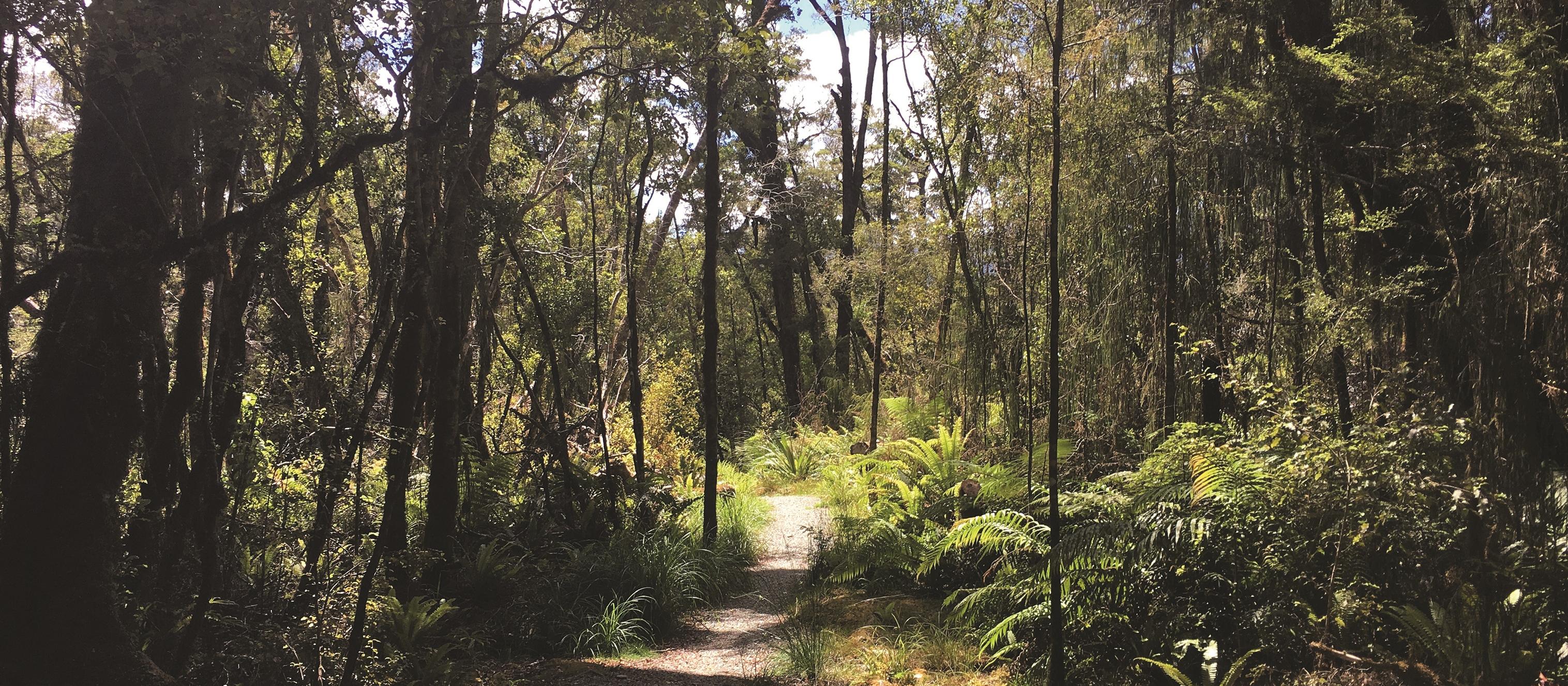 Path through the forest