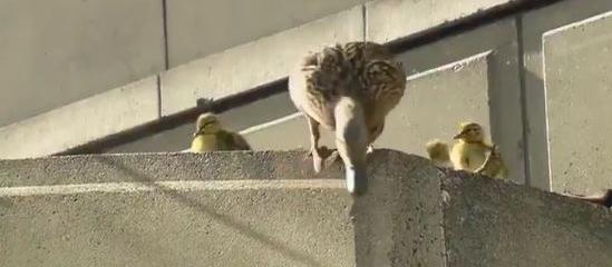 Duck rescue