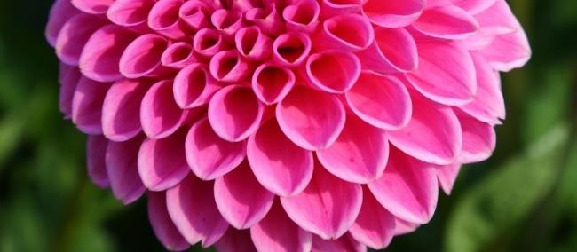 dahlia for diabetes