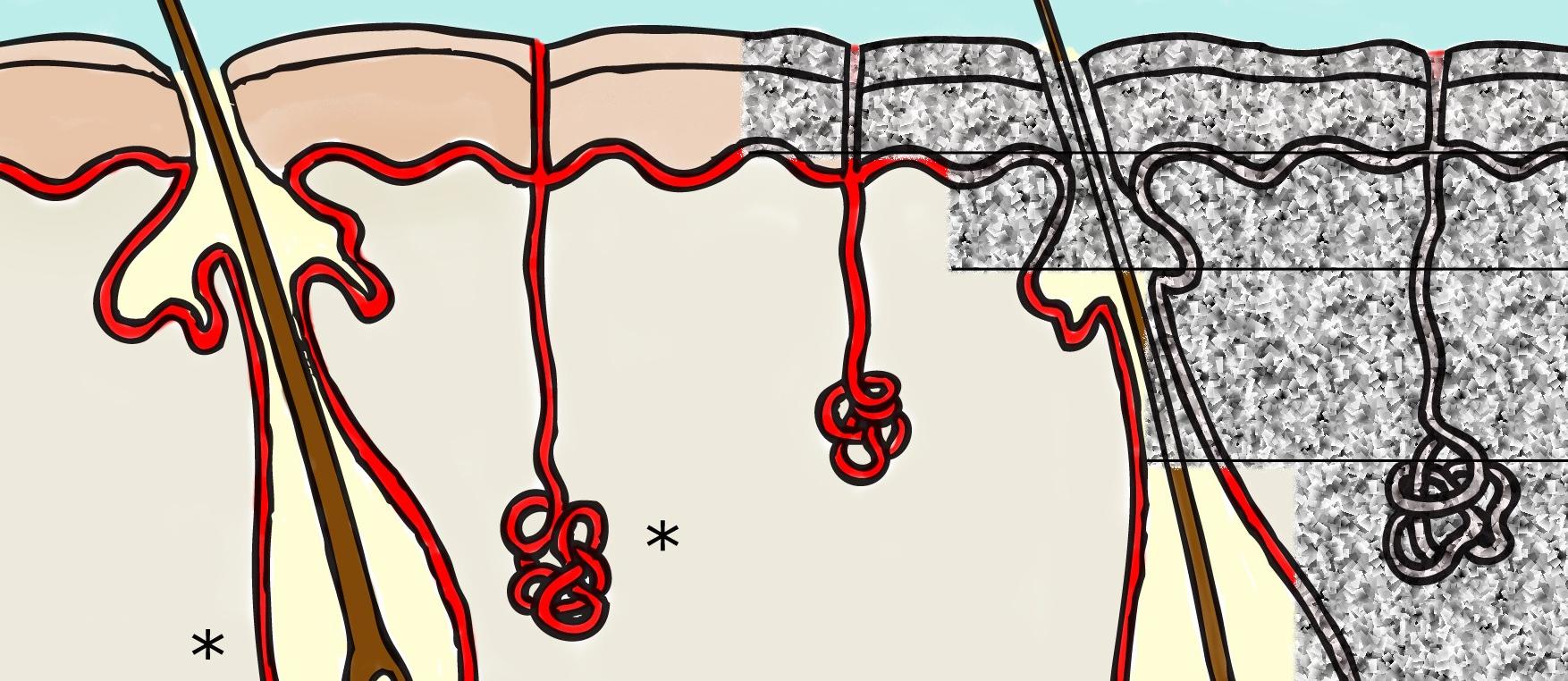 Skin structure