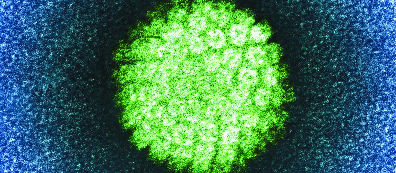 HPV