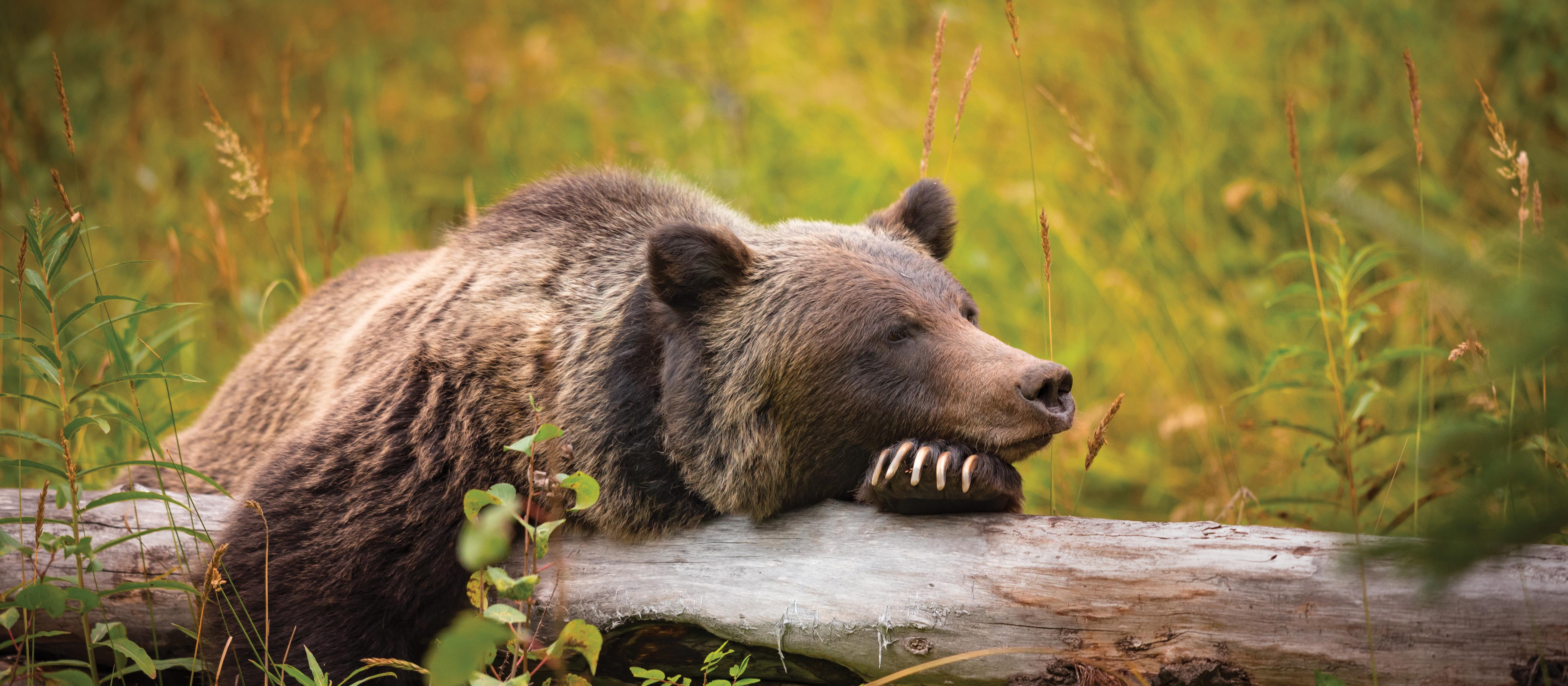 Brown bear