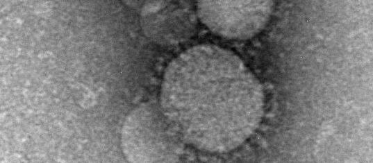 corona virus(co-v)