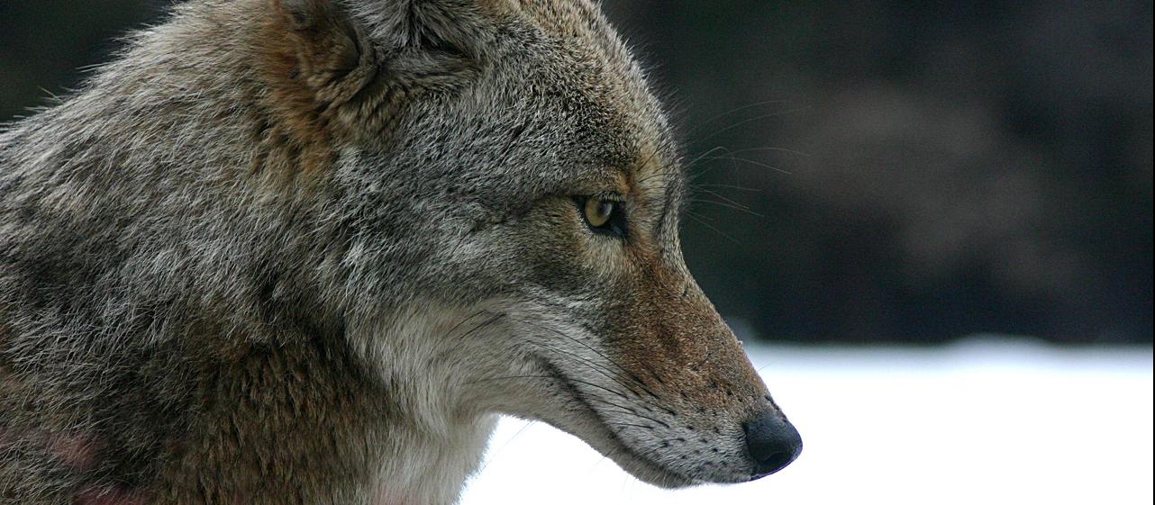 Coyote