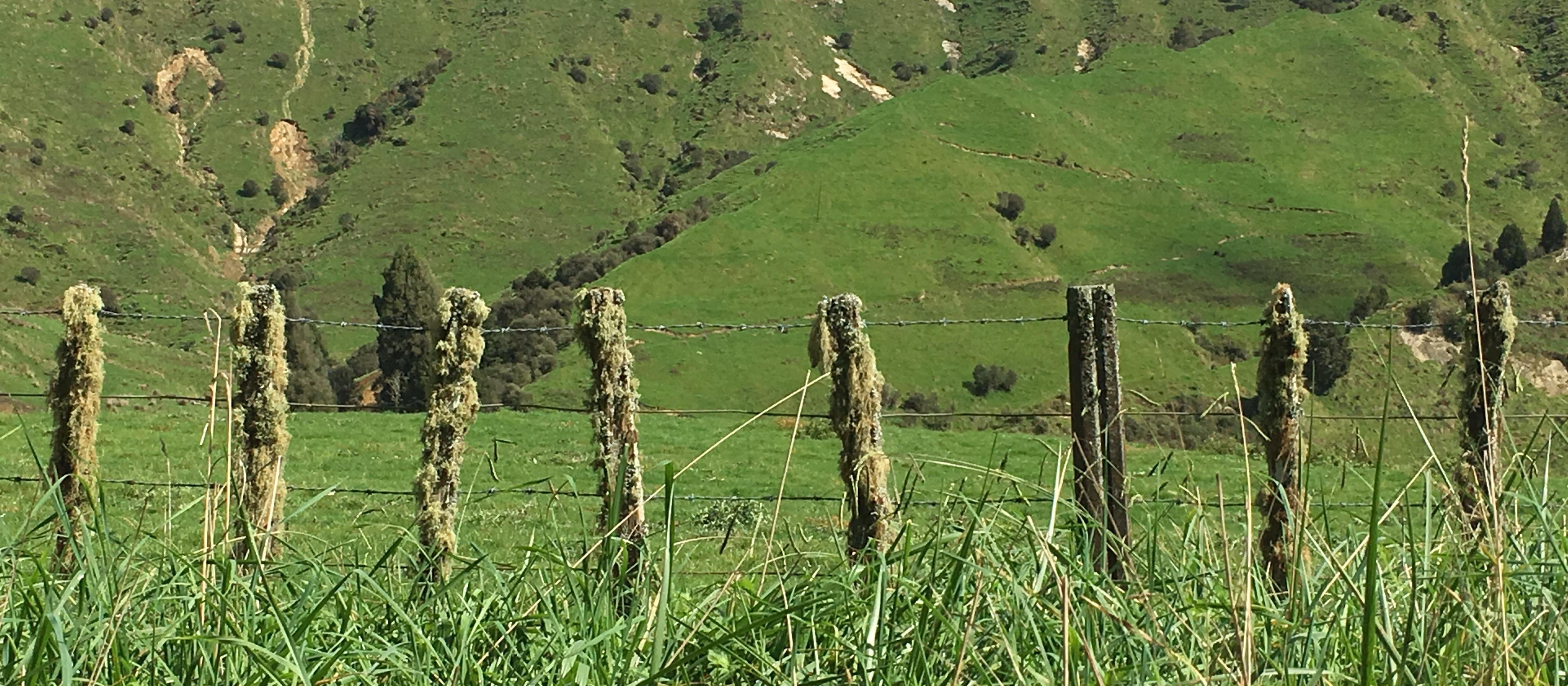 Taranaki fence