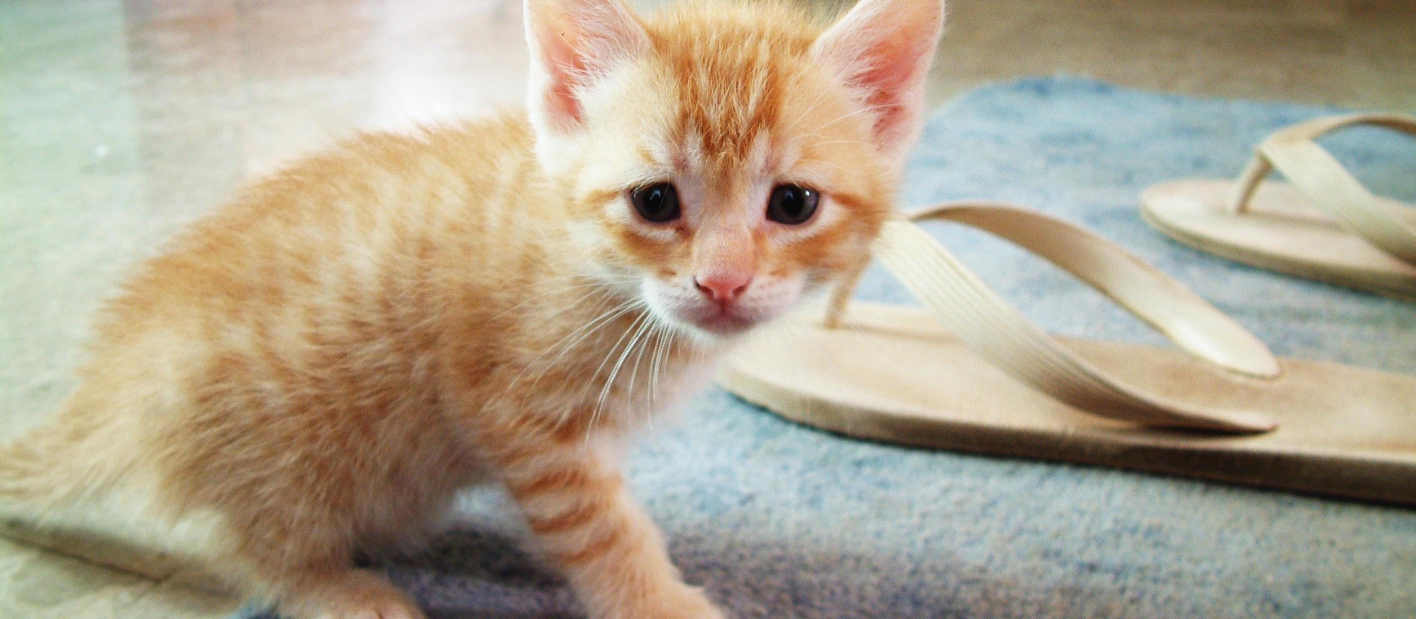 Kitten