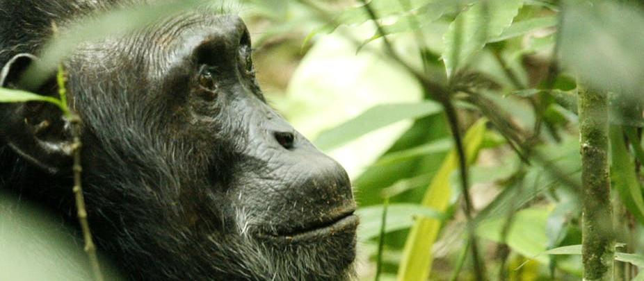 Chimpanzee