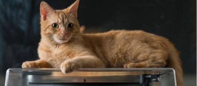 cat