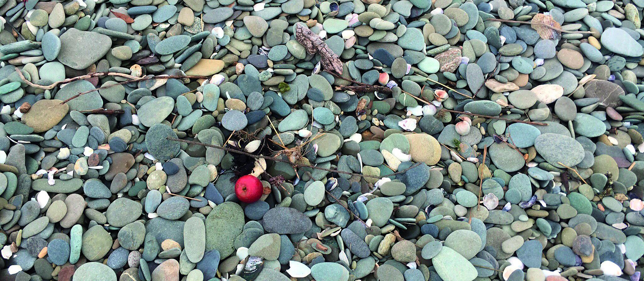 Stony beach and apple