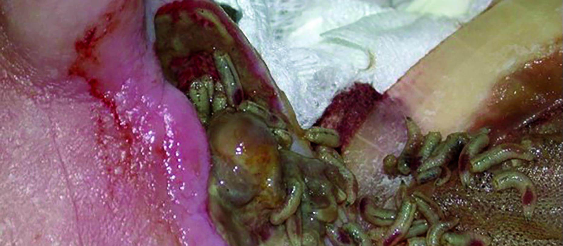 Maggots