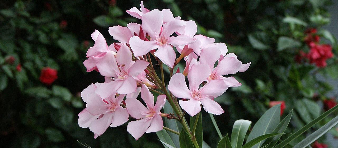 Oleander