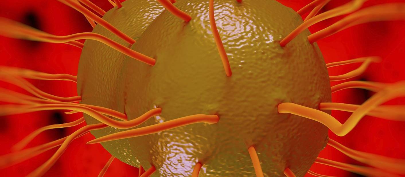 Gonorrhea bug