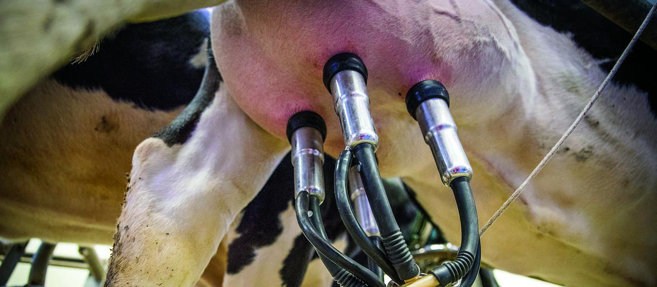 Milking