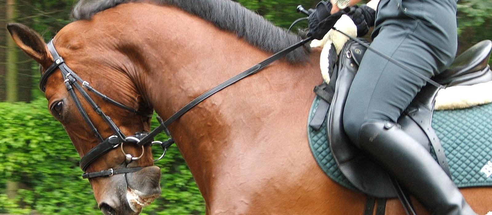 horse riding
