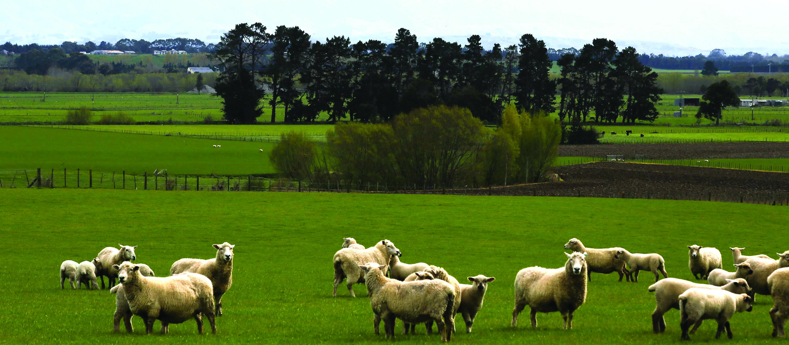 Sheep