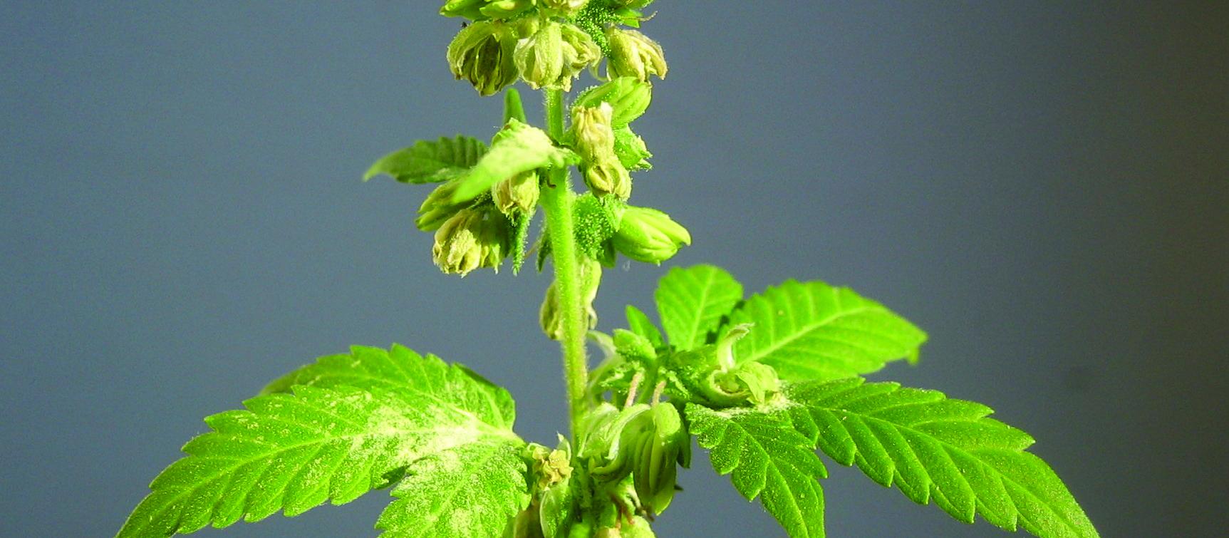 Hemp