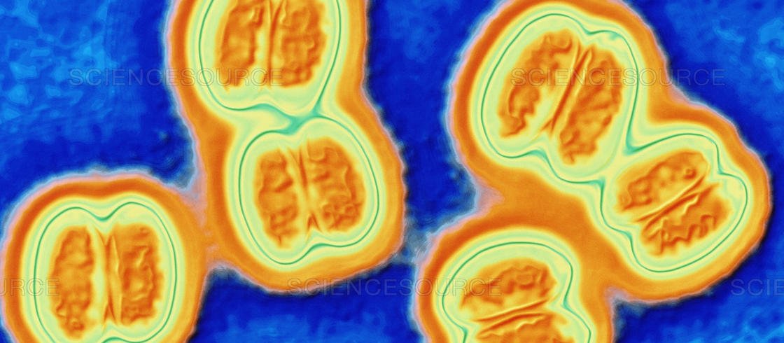 Neisseria meningitidis