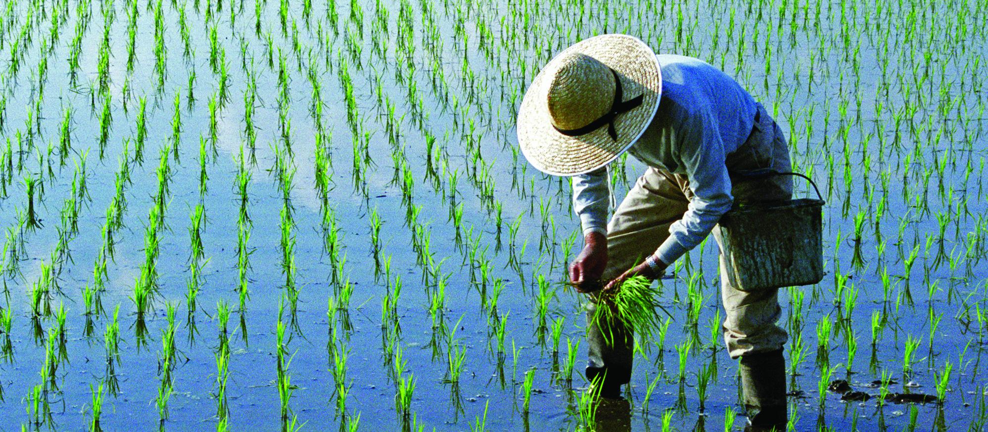 Rice paddies