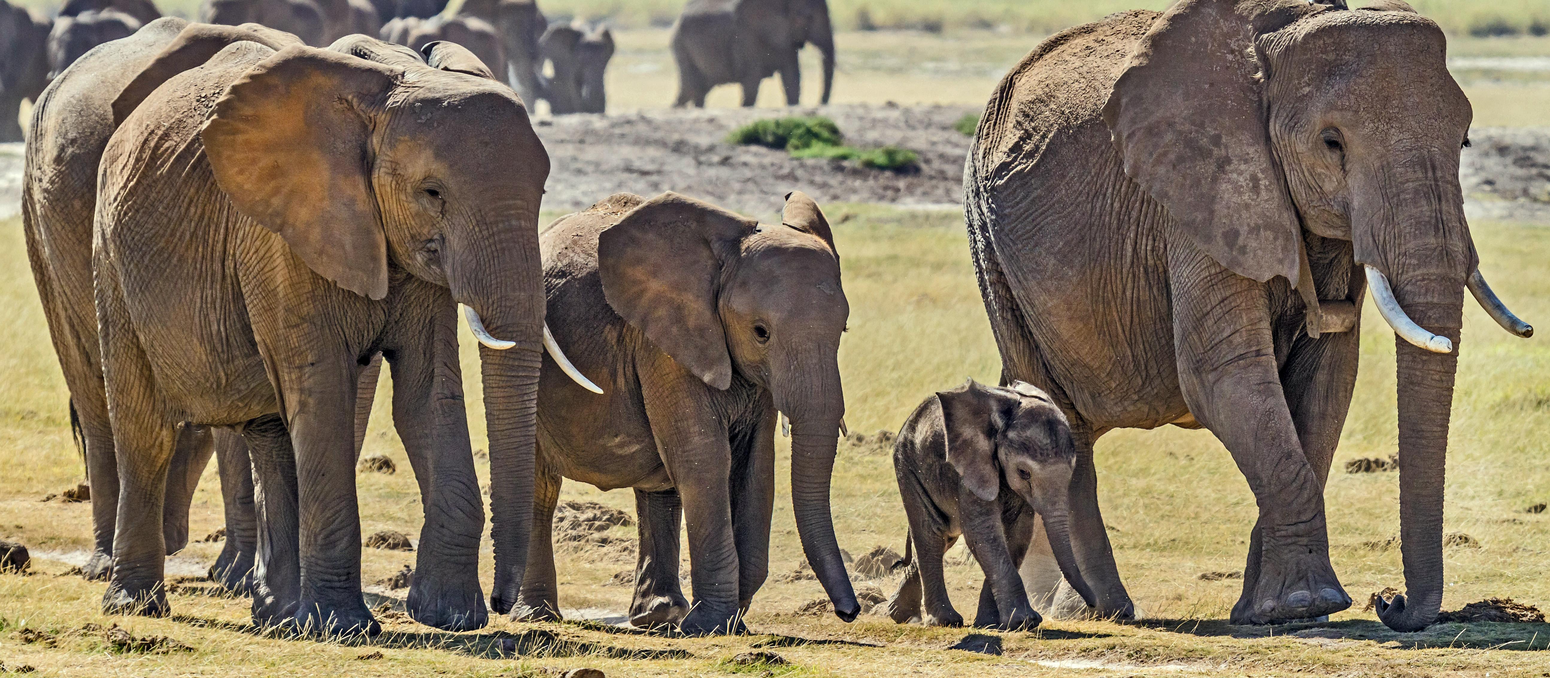 HERD OF ELEPHANTS