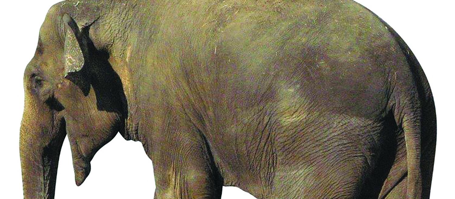 Elephant