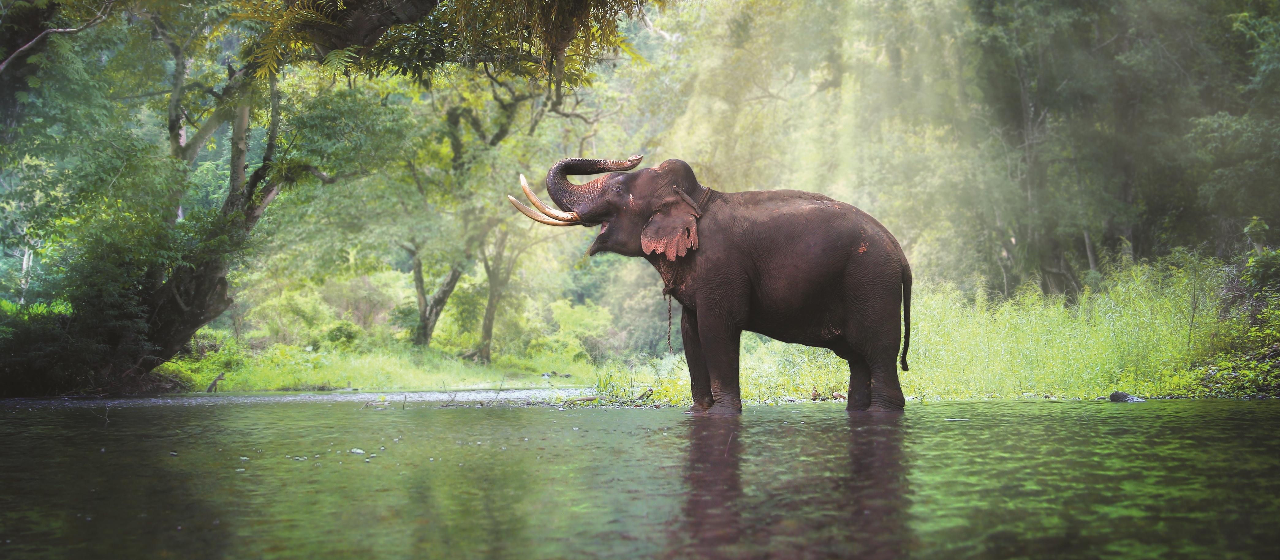 Elephant