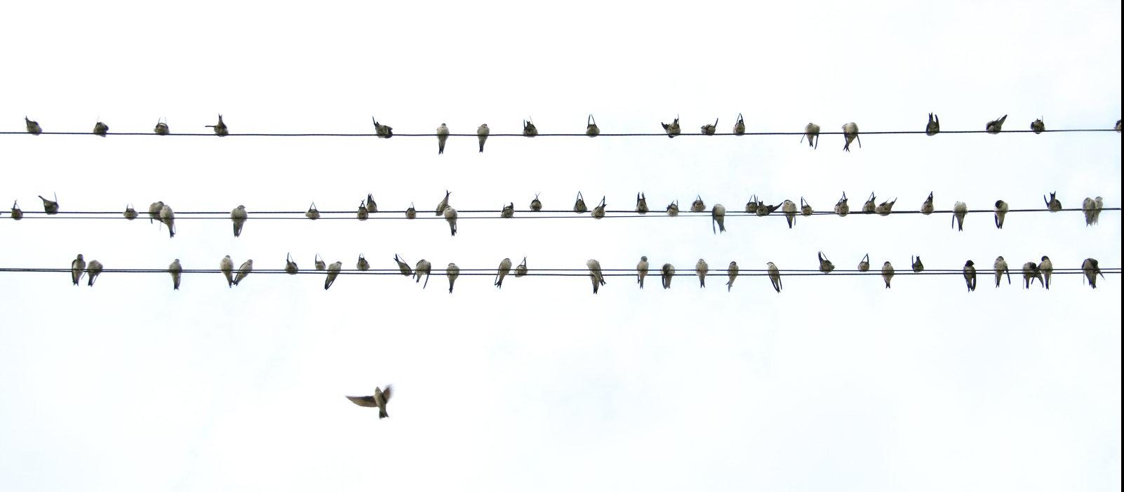 Birds, wire, phone line