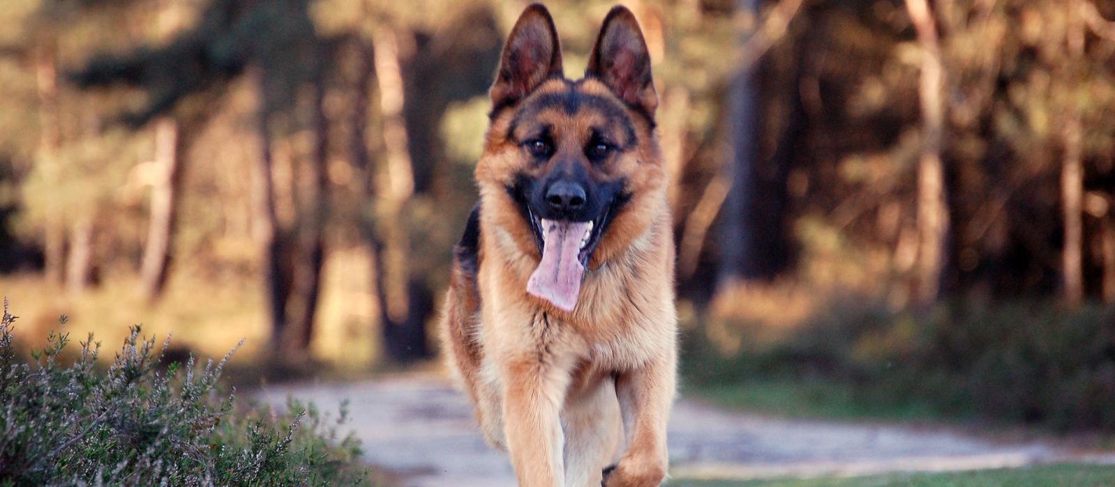 German shepherd dog
