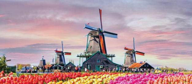 Tulips