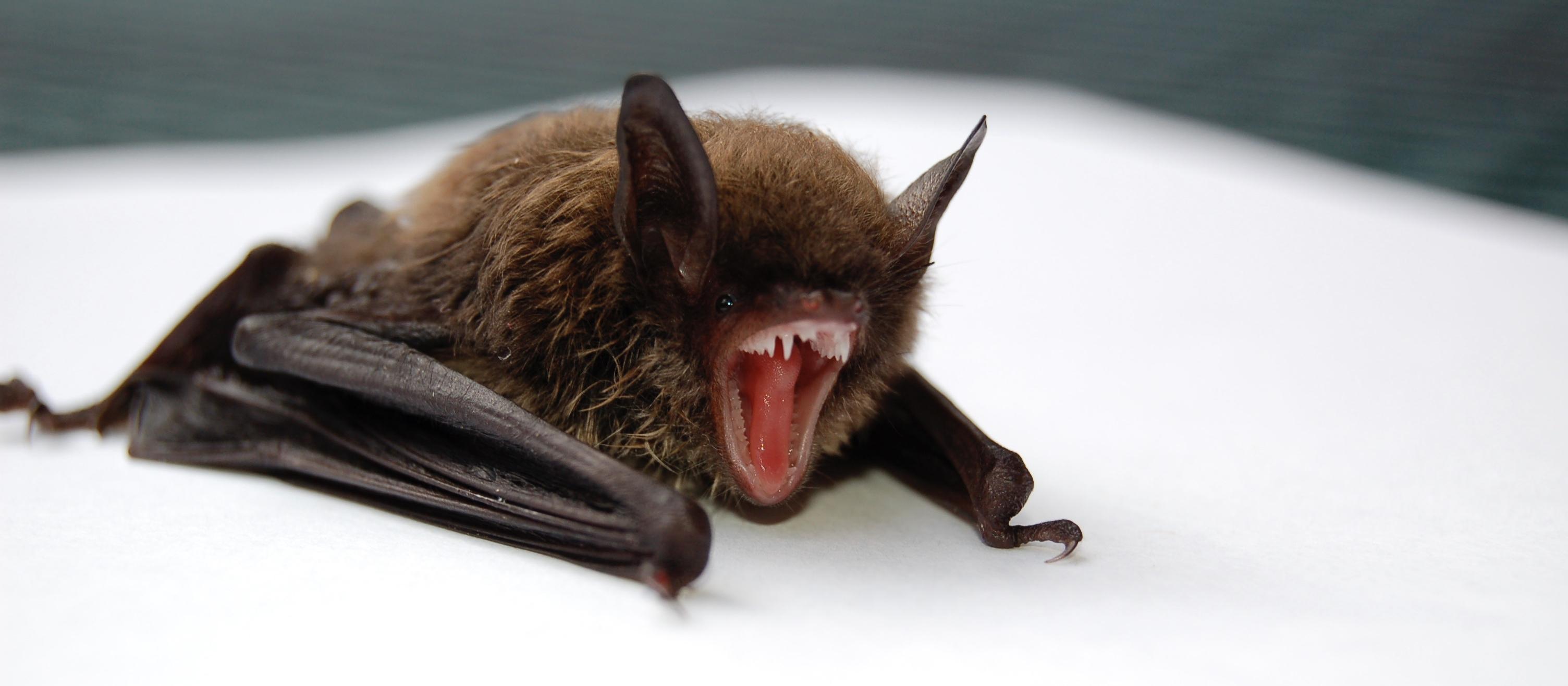 bat