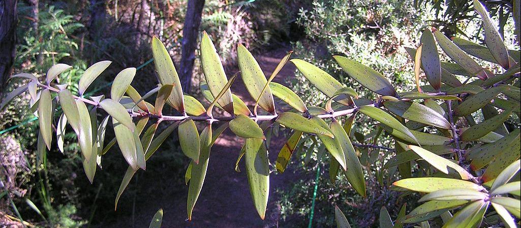 Kauri leaves, tree