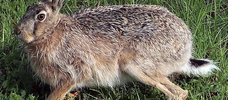hare