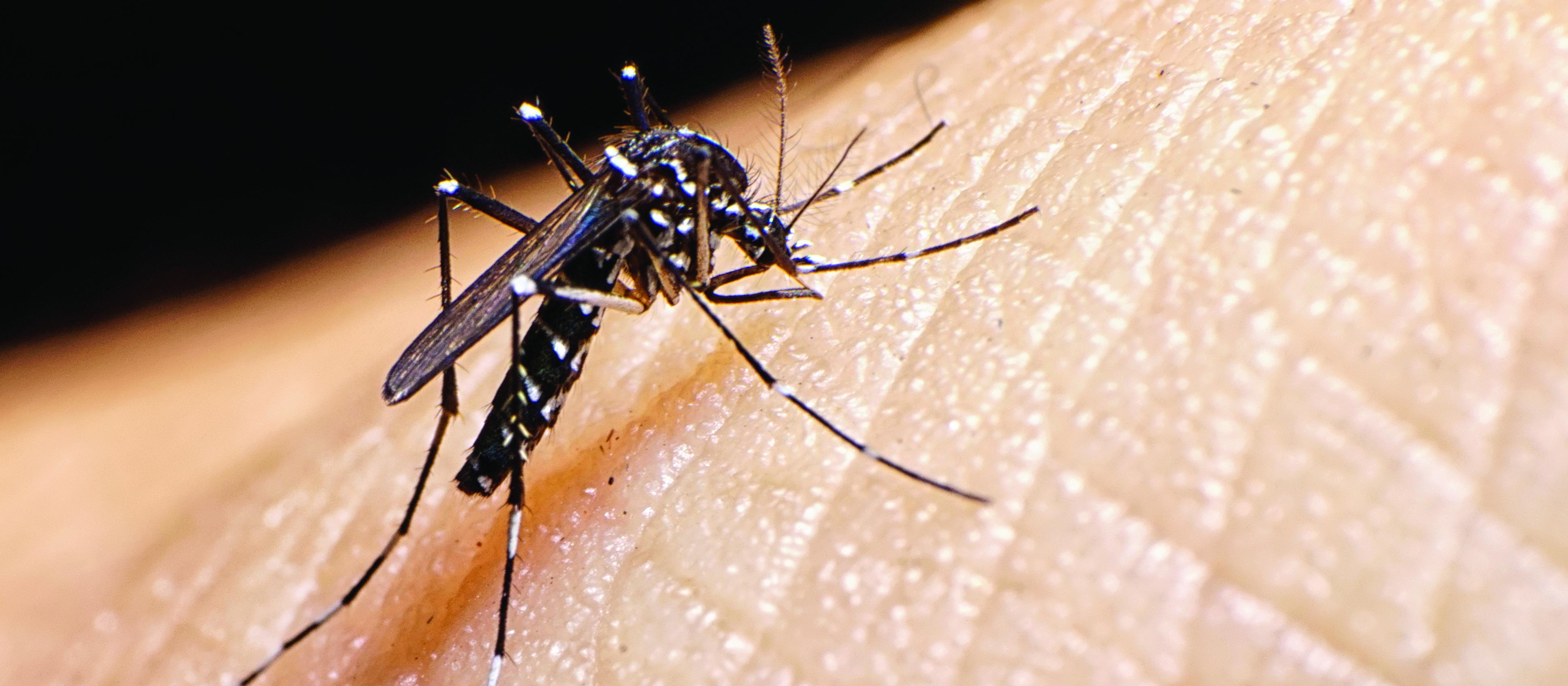 Mosquito