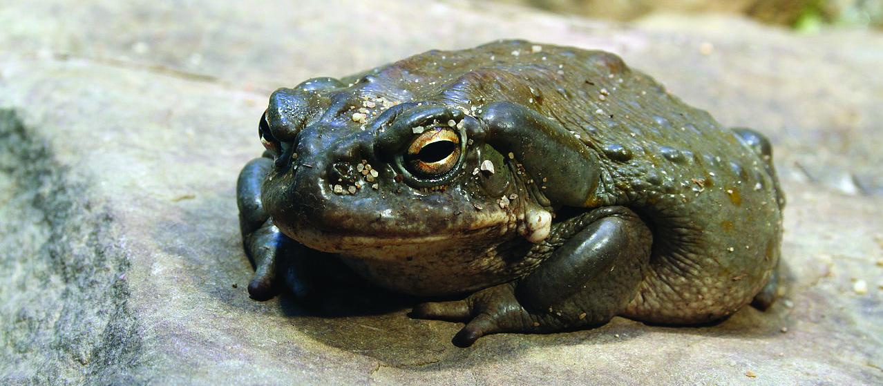 Froggy McToady