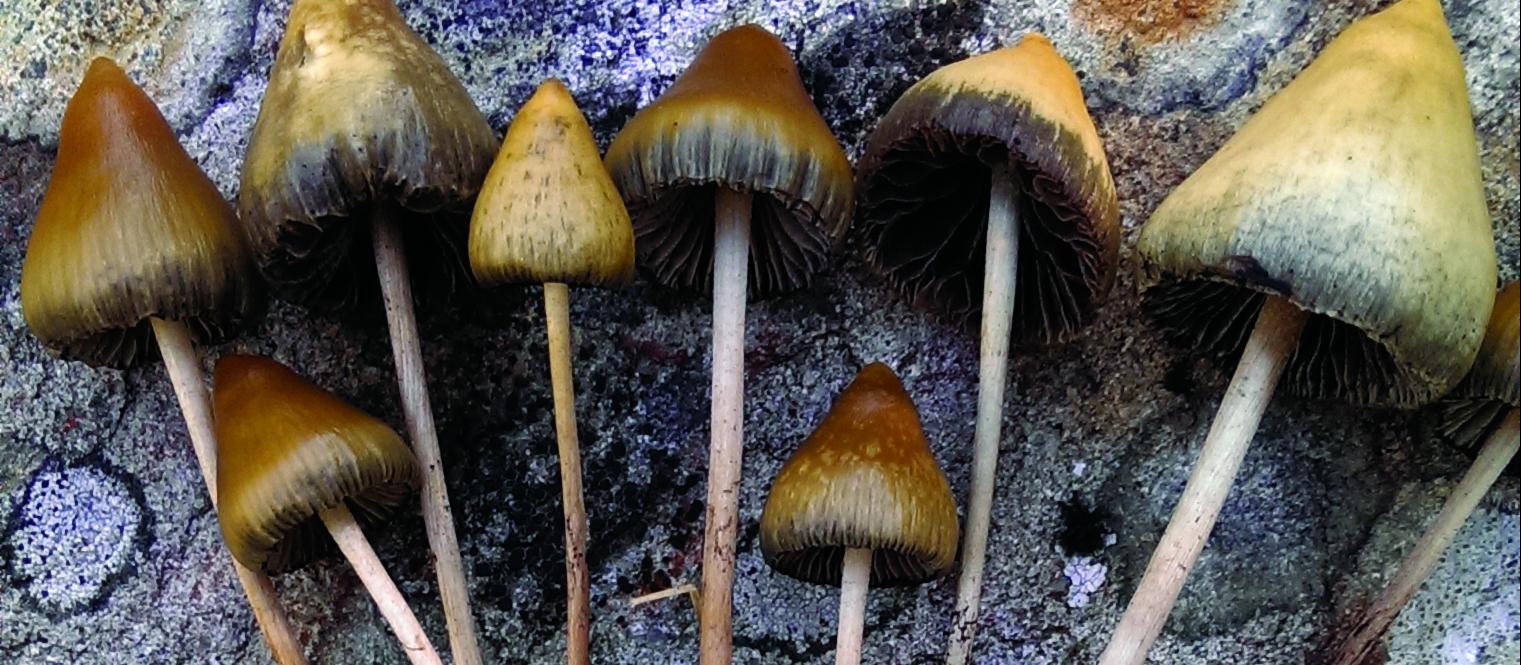 Magic mushrooms