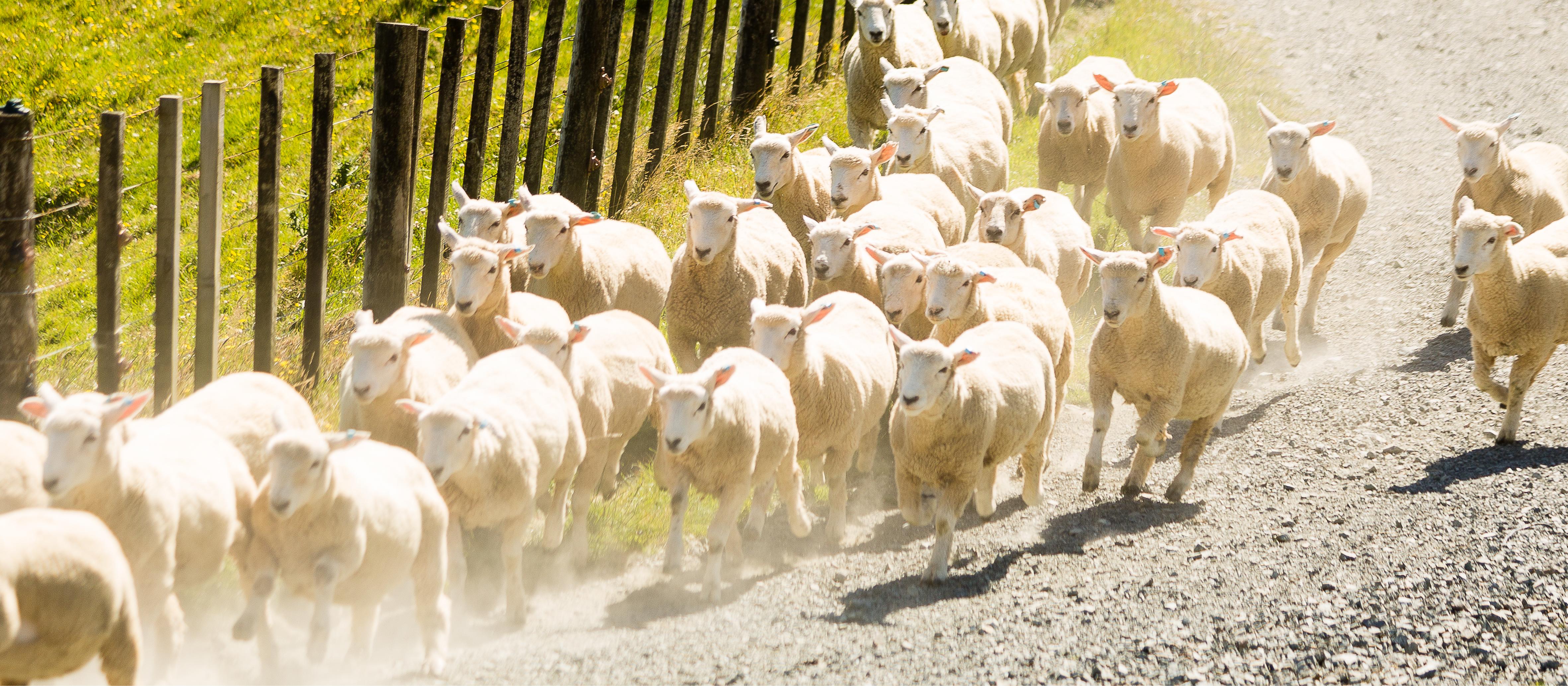 sheep on the run