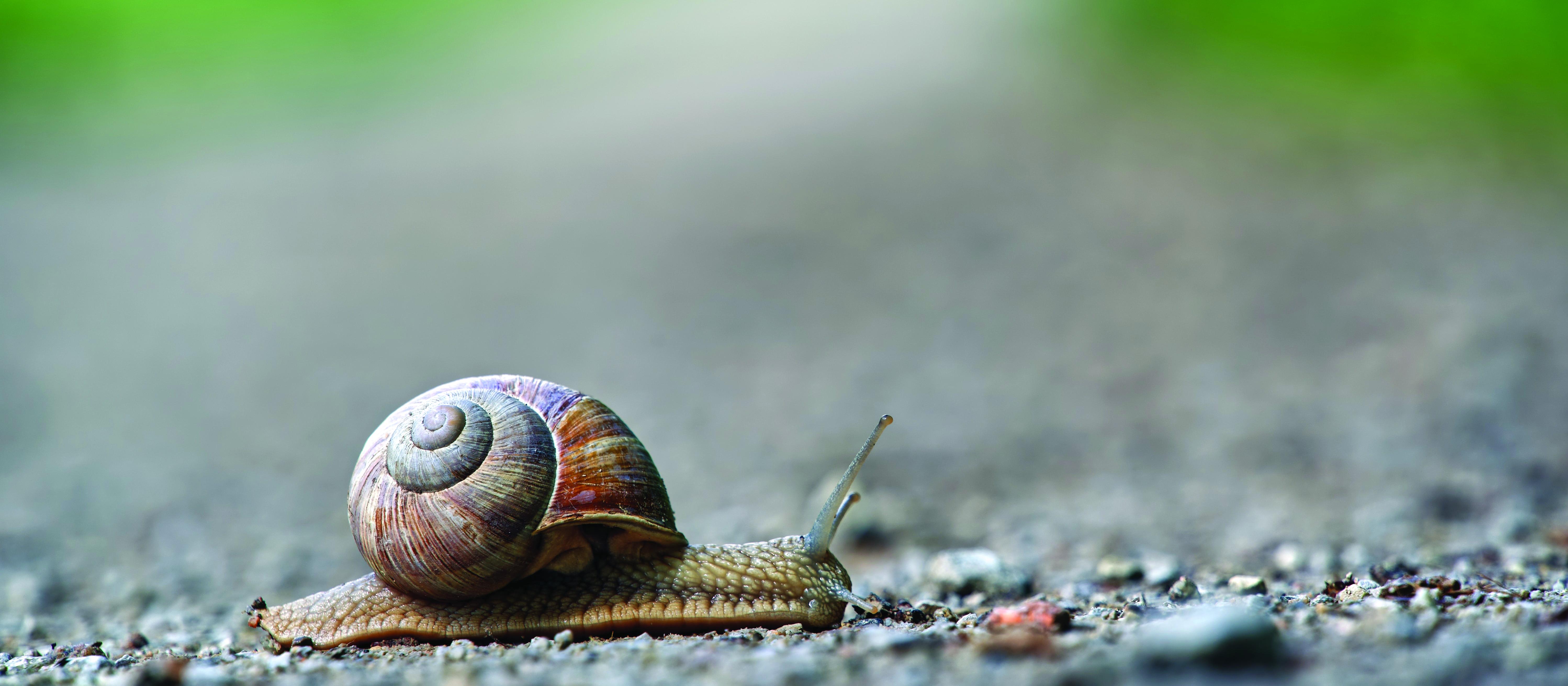 Snail
