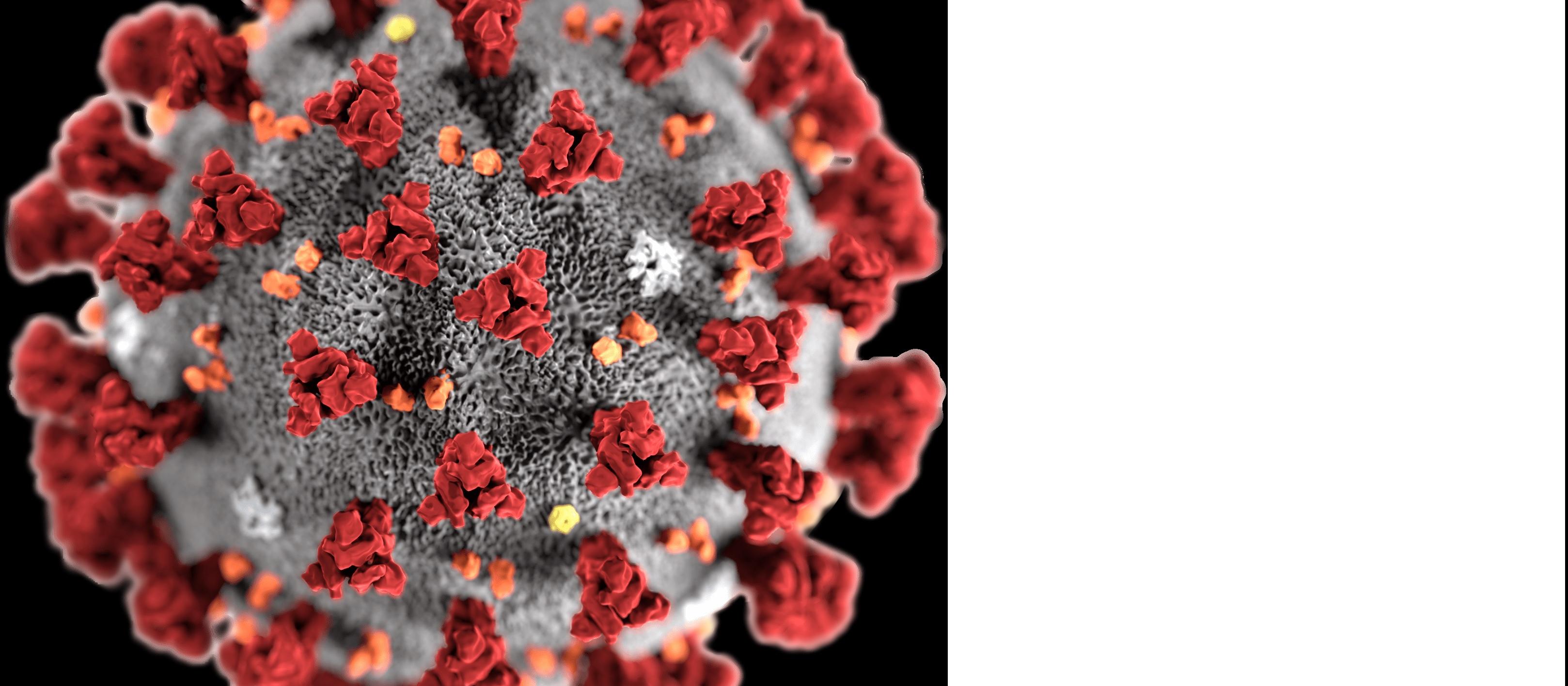 2019-nCoV Wuhan coronavirus. Photo / US Centers for Disease Control and Prevention
