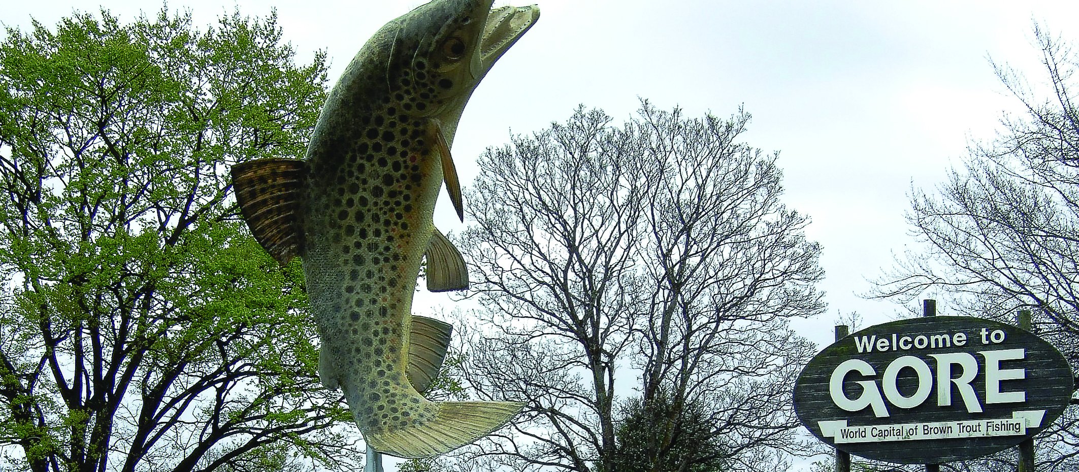 Gore's trout