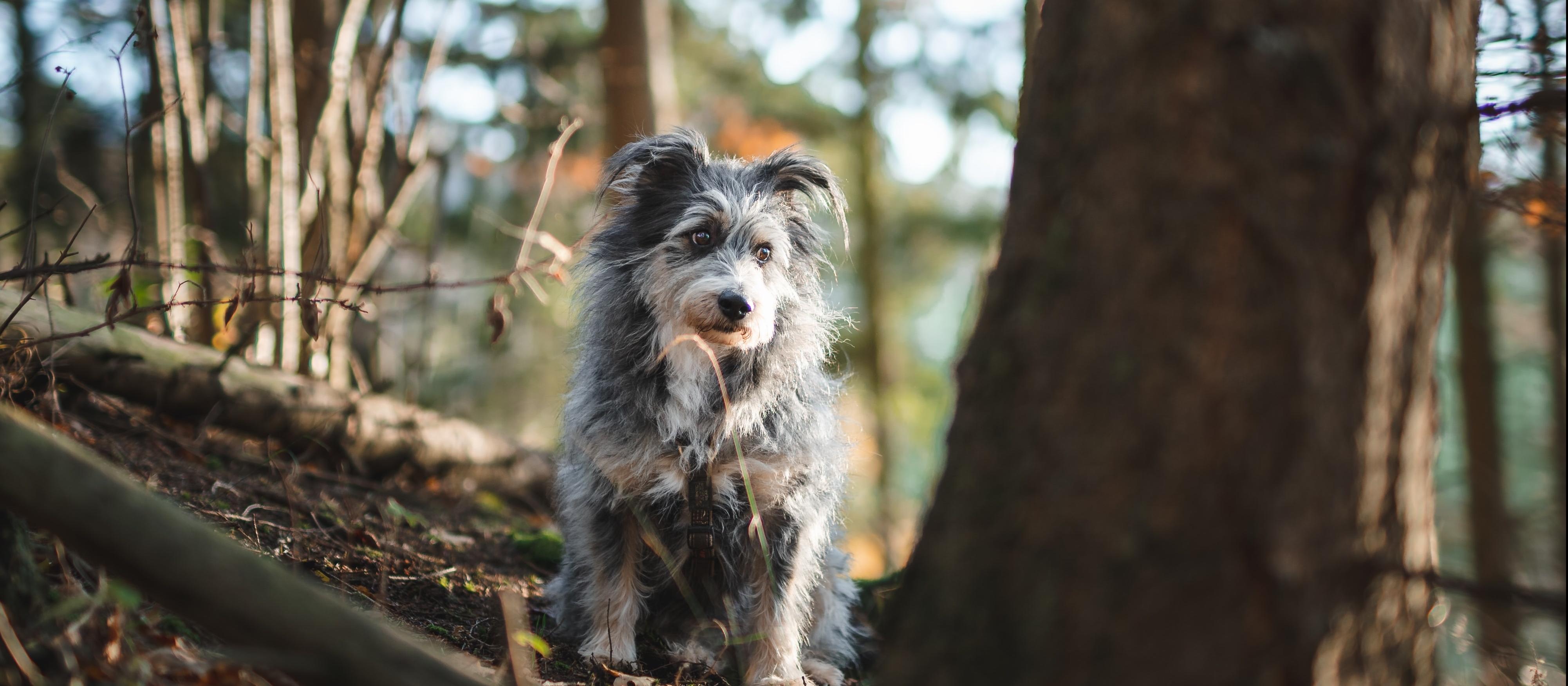 Dog tree