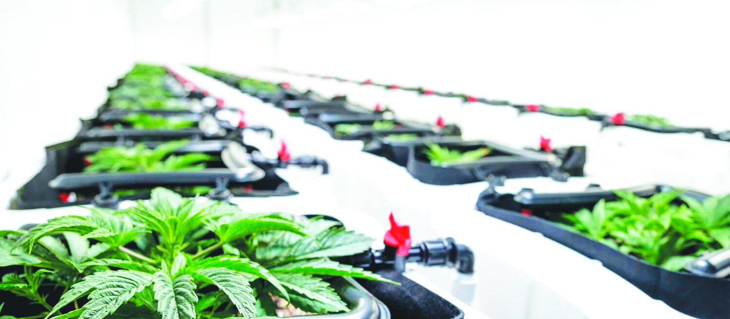 Cannabis in tubs